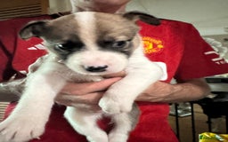 Mixed Breed dogs for sale: Siberian Husky X Staff/Lhasa Apso. Only 2 left!!  - Image 35