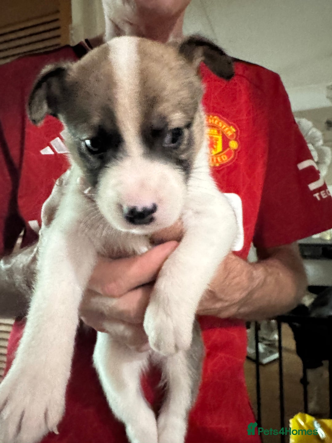 Mixed Breed dogs for sale: Siberian Husky X Staff/Lhasa Apso. Only 2 left!!  - Image 35