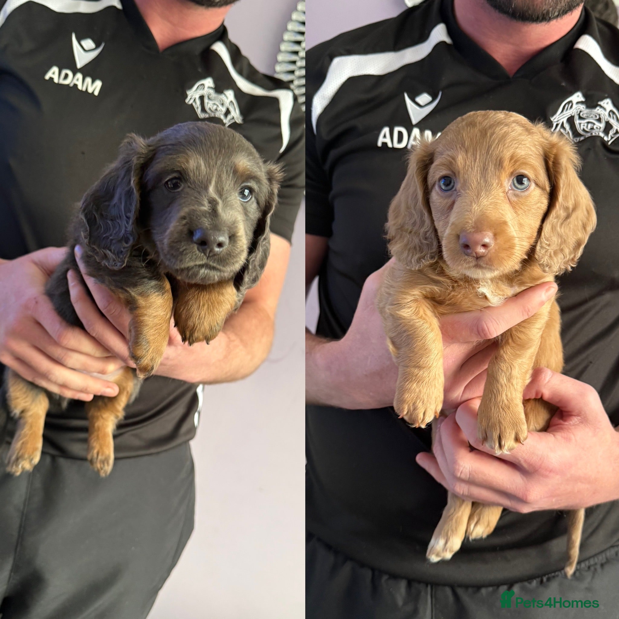 Miniature Dachshund dogs 💙2 BOYS LEFT💙 KC Reg Long Haired Mini Dachsunds  - Advert 12