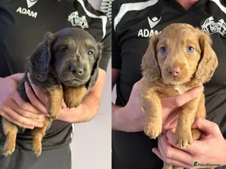 Miniature Dachshund dogs 💙2 BOYS LEFT💙 KC Reg Long Haired Mini Dachsunds - Advert 12