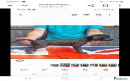 Mixed Breed dogs for sale: Bedlington x whippet pups  - Image 2