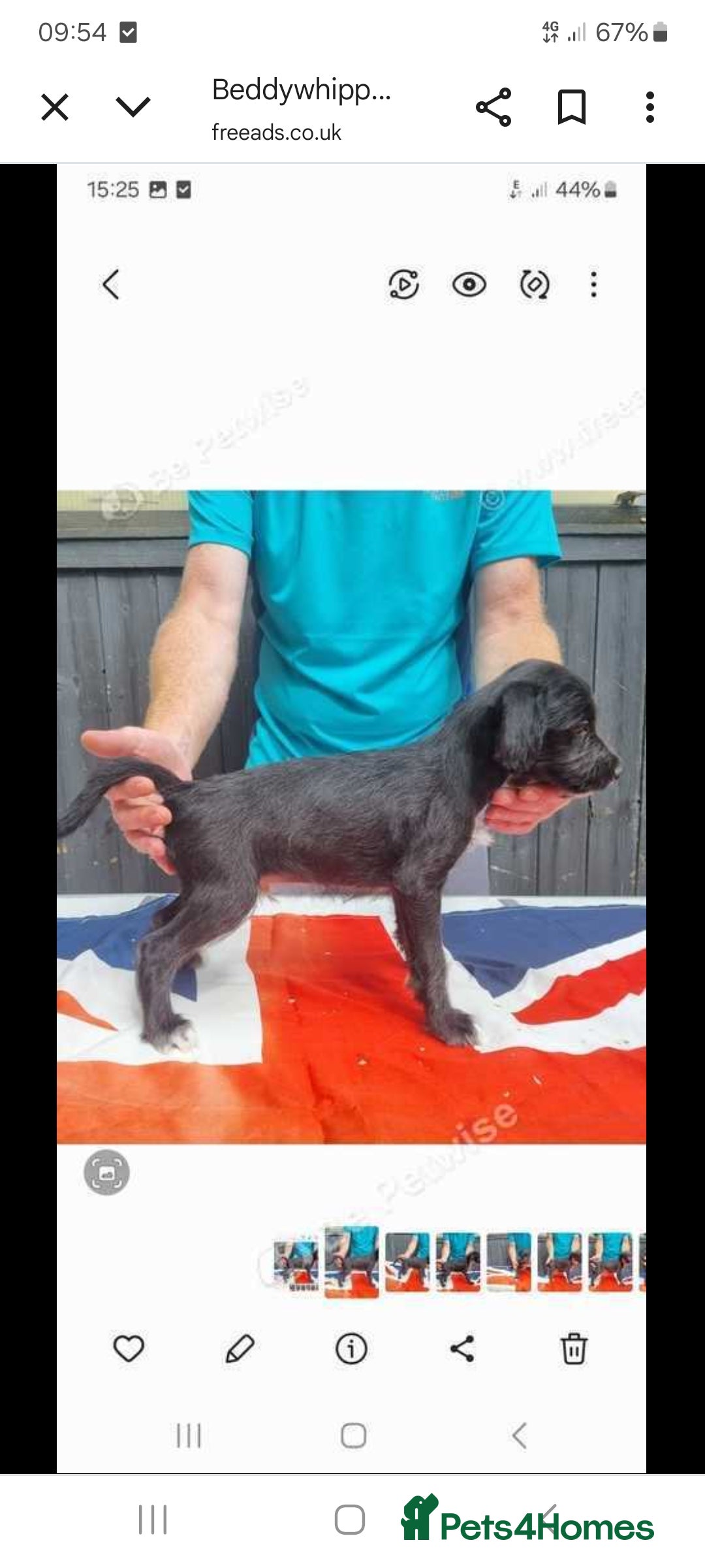 Mixed Breed dogs for sale: Bedlington x whippet pups  - Image 2