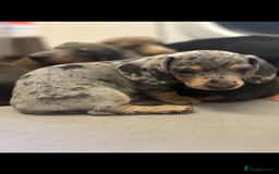 Miniature Dachshund dogs for sale: Stunning Miniature Dachshunds - Image 14