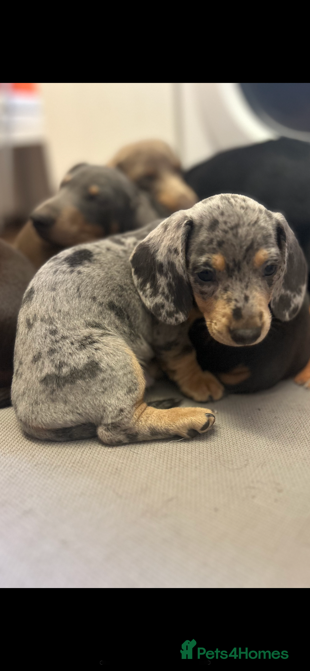 Miniature Dachshund dogs for sale: Stunning Miniature Dachshunds - Image 14