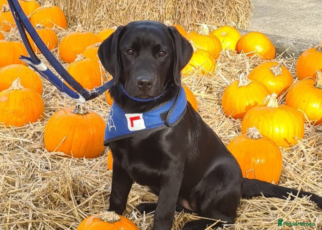 Labrador Retriever dogs for sale: K.C REG CHUNKY SHOW LABRADOR PUPS. - Image 11