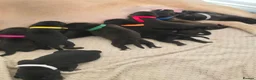Mixed Breed dogs for sale: Beautiful Staffador/Labrastaff Puppies - Advert 6