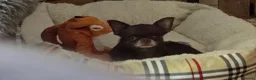 Chihuahua dogs for sale: Chihuahua girl chocolate small size  - Advert 6