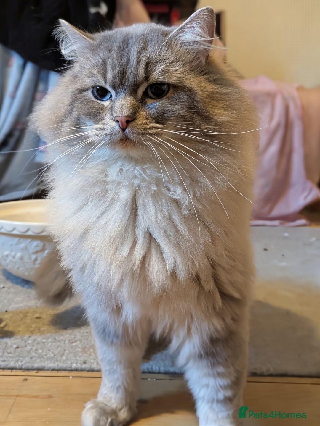 Ragdoll cats for stud: King Baloo 👑  - Advert 2
