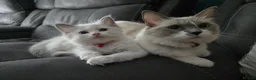 Ragdoll cats for sale: Bella - Advert 15