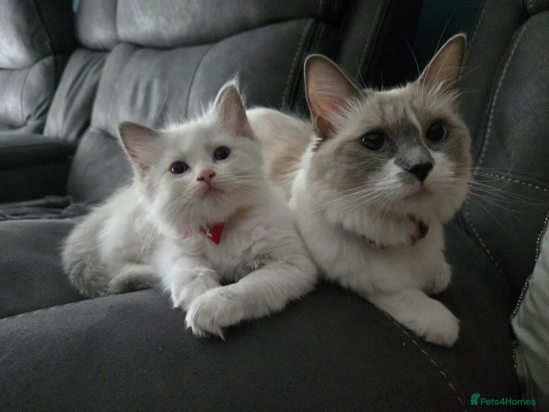 Ragdoll cats for sale: Bella - Advert 15