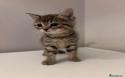 Mixed Breed cats for sale: Beautiful little kitten - Image 1