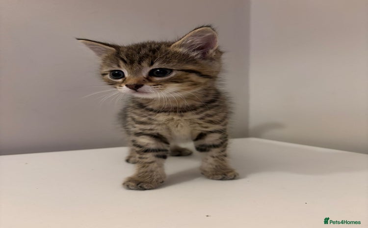 Mixed Breed cats - Advert 14