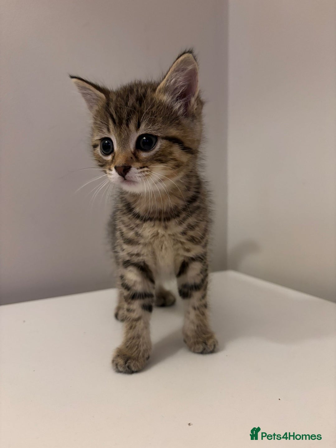 Mixed Breed cats for sale: Beautiful little kitten - Image 1