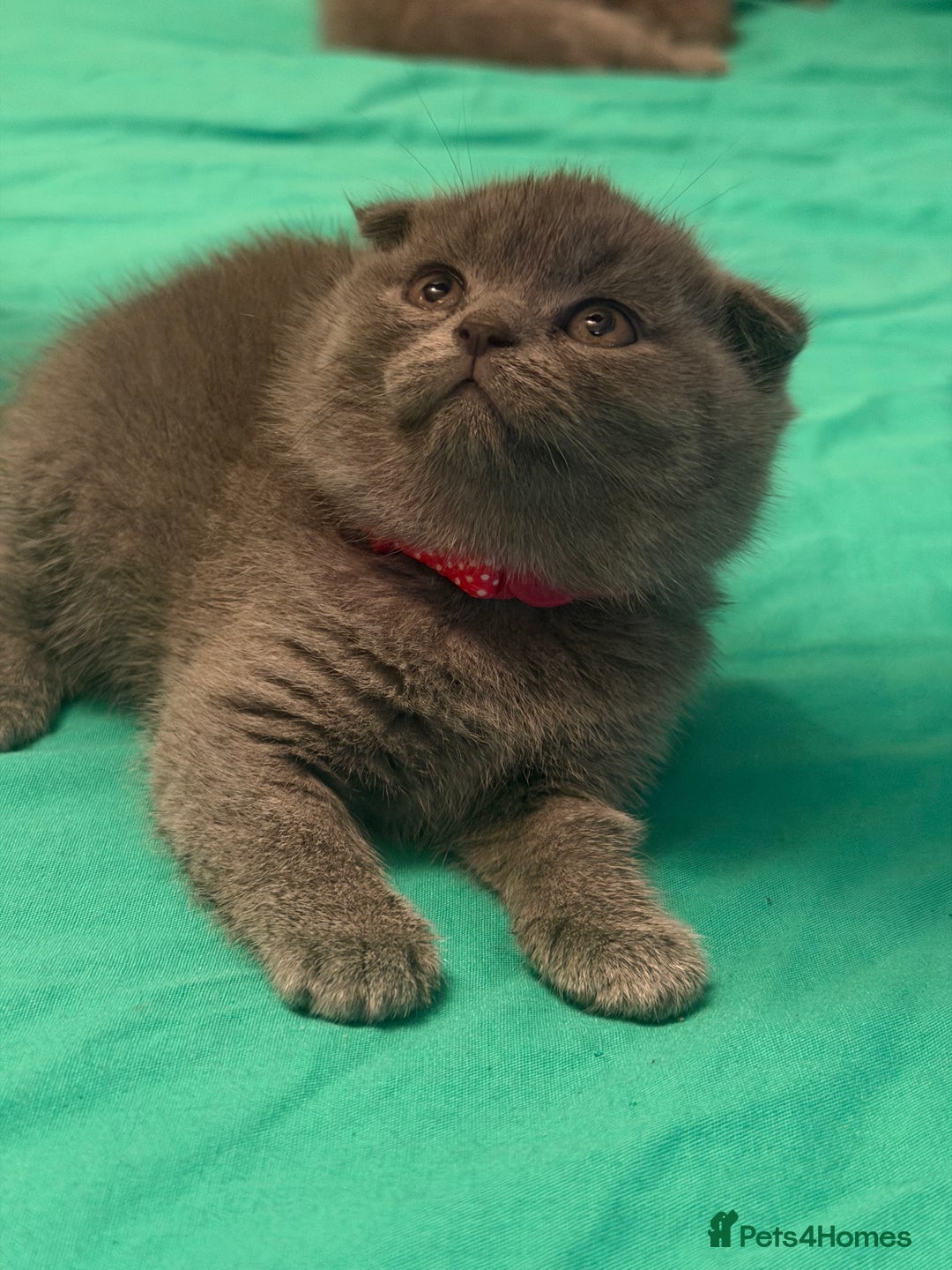 Scottish Fold cats for sale: Scottish fold kittens - Advert 7