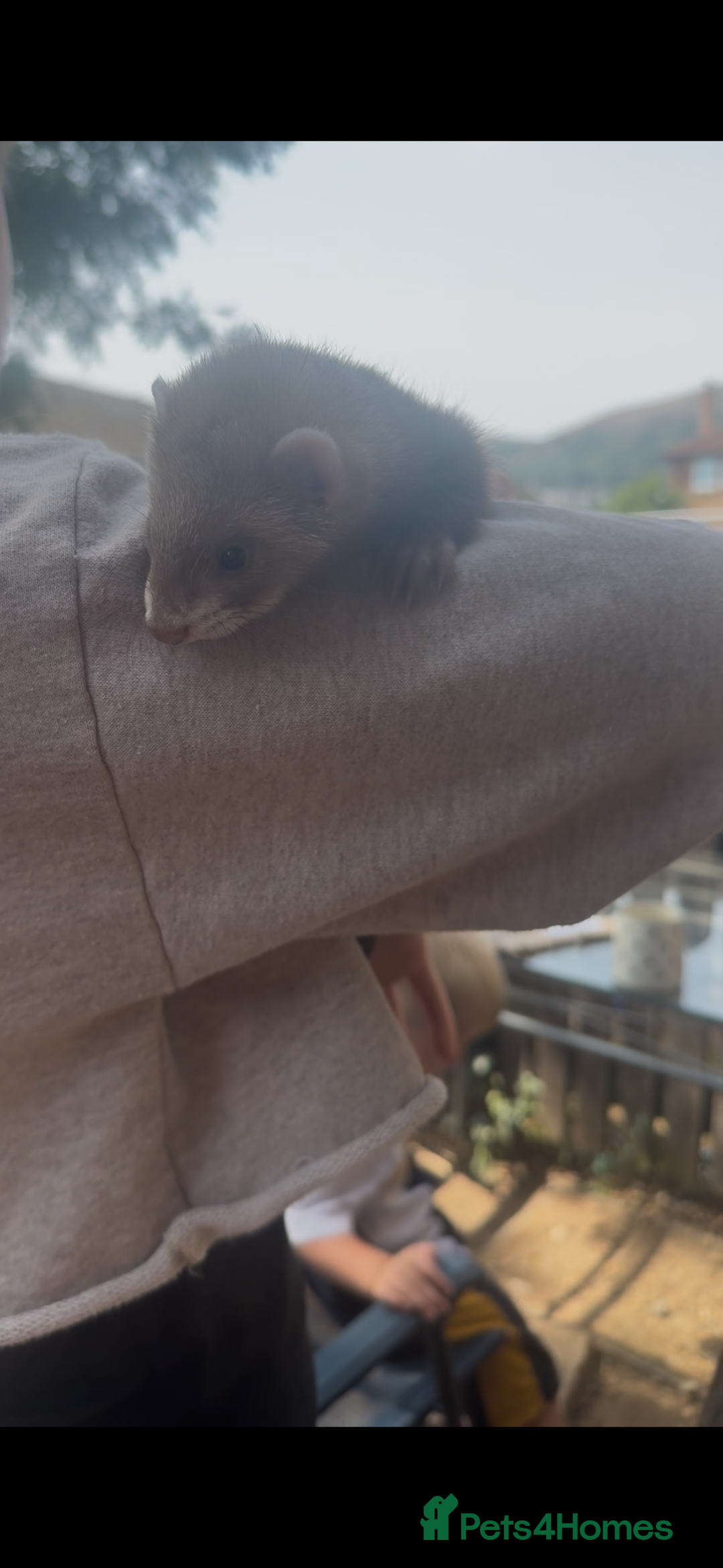 Ferret rodents for sale: Baby ferrets - Image 6