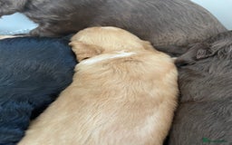 Cockapoo dogs for sale: F1 cockapoo p,r.a clear test - Image 19