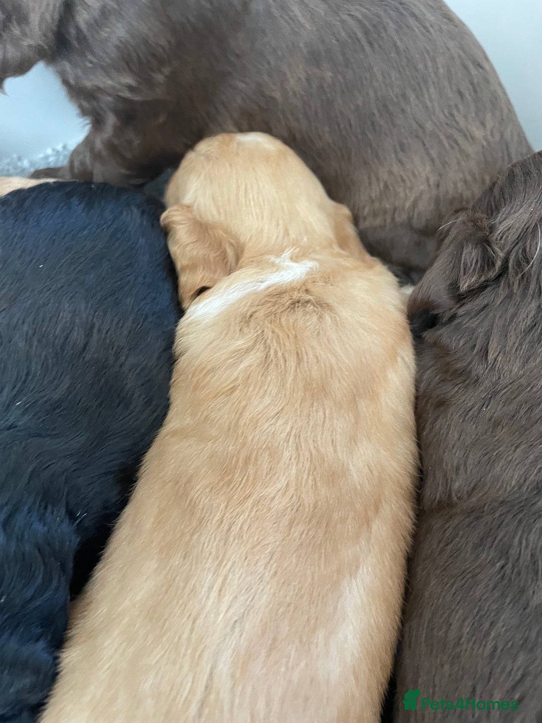 Cockapoo dogs for sale: F1 cockapoo p,r.a clear test - Image 19