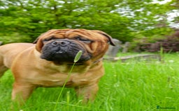 Bullmastiff dogs for stud: Gentle Giant Bullmastiff Stud US Ukraine Bloodline - Advert 1
