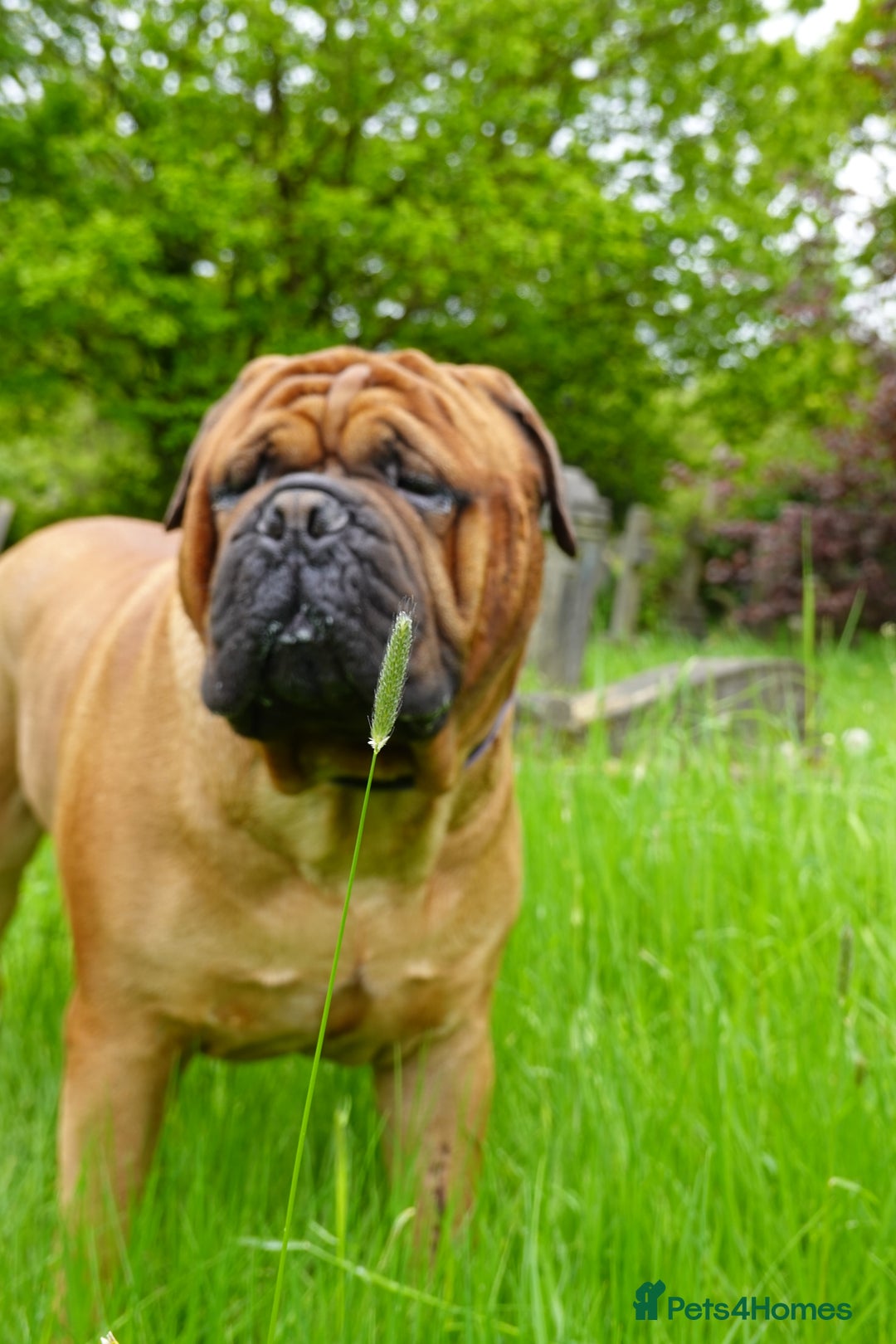 Bullmastiff dogs for stud: Gentle Giant Bullmastiff Stud US Ukraine Bloodline - Advert 1