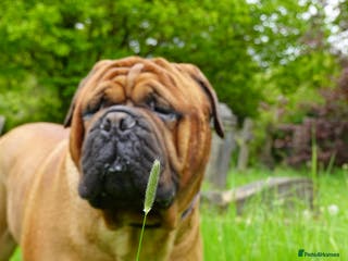 Bullmastiff dogs Gentle Giant Bullmastiff Stud US Ukraine Bloodline - Advert 4
