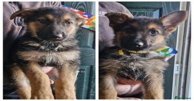 German Shepherd dogs KC German Shepherd pups LAST 2 BOYS! - Advert 2