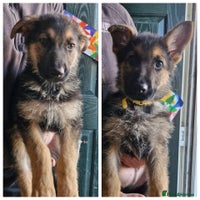 German Shepherd dogs KC German Shepherd pups LAST 2 BOYS! - Advert 2
