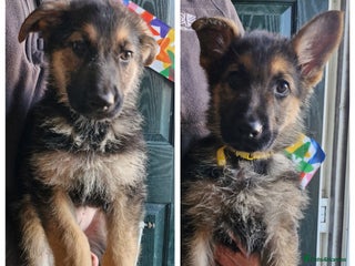 German Shepherd dogs - Advert 2