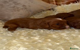 Cavapoo dogs for sale: ❤️ Deep Red Cavapoo Puppies ❤️ - Image 8