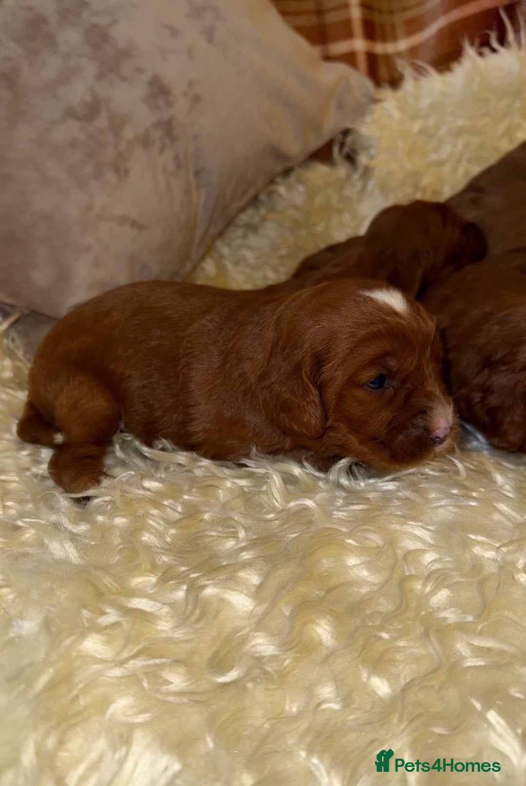 Cavapoo dogs for sale: ❤️ Deep Red Cavapoo Puppies ❤️ - Image 8