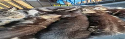 Mixed Breed cats for sale: Kittens looking for their forever homes - Advert 22