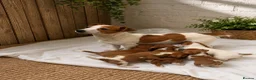 Jack Russell dogs for sale: Stunning litter of true Jack Russell’s  - Advert 1