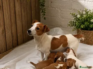 Jack Russell dogs Stunning litter of true Jack Russell’s - Advert 16