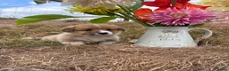 Welsh Corgi Pembroke dogs for sale: KC Pembrokeshire Corgi Puppies with Champion Lines - Advert 25