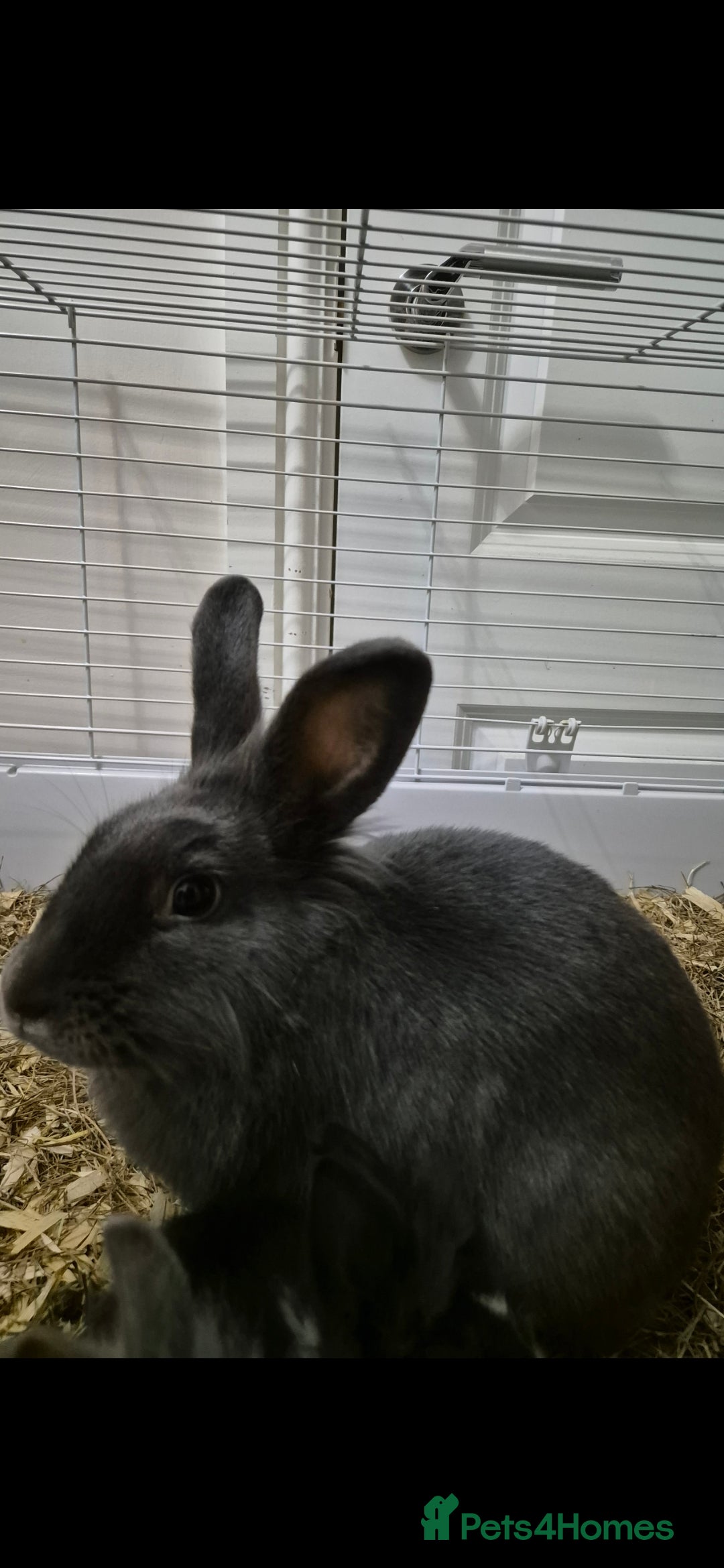 Lionhead rabbits for sale: Lionhead x angora rabbits  - Advert 5