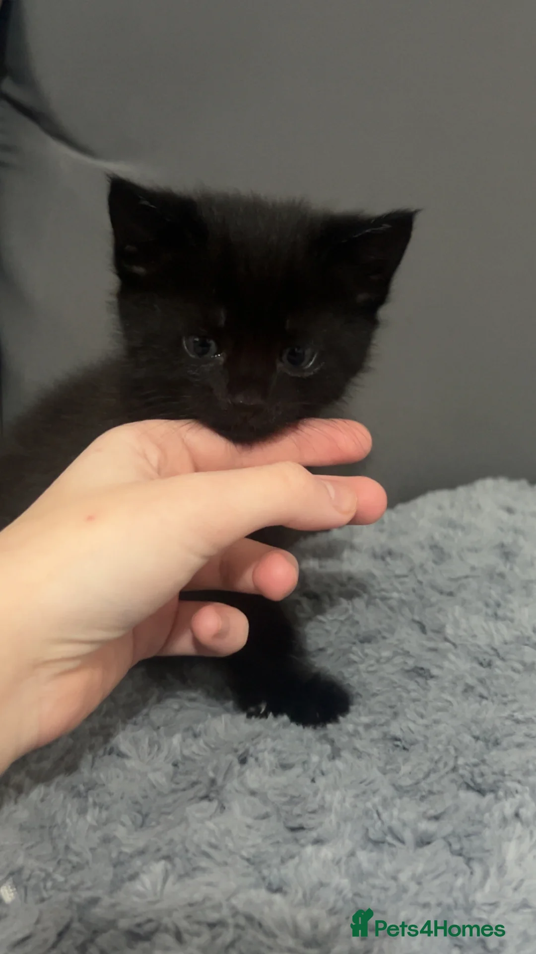 Mixed Breed cats for sale: black kittens  - Advert 12
