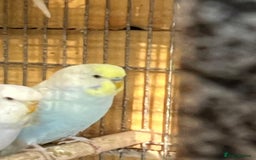 Budgerigars birds for sale: Gorgeous Budgies Ready to Fly the Nest! - Image 5