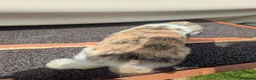 Mini Lop rabbits for sale: Mini lops  - Advert 2