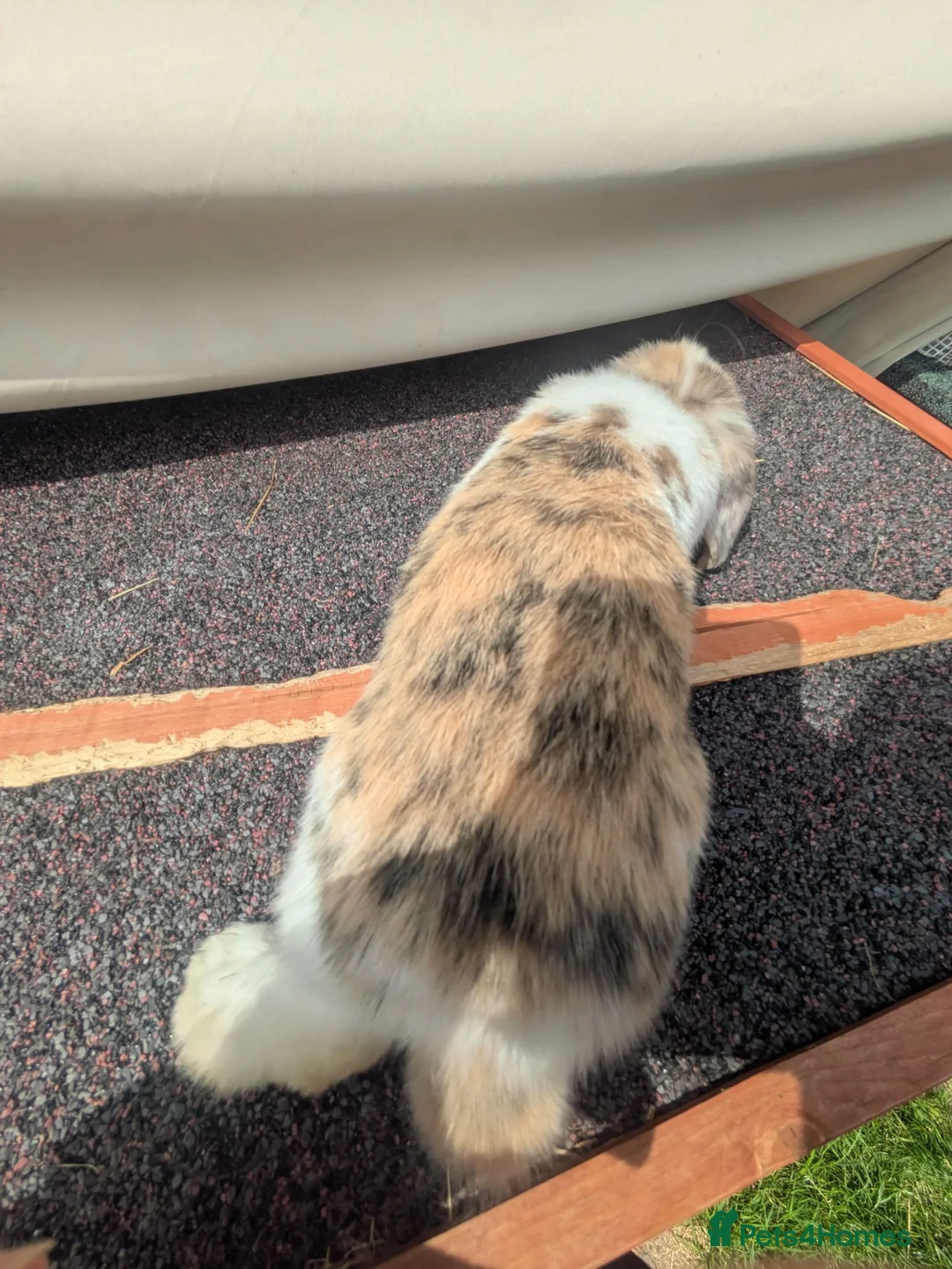 Mini Lop rabbits for sale: Mini lops  - Advert 2