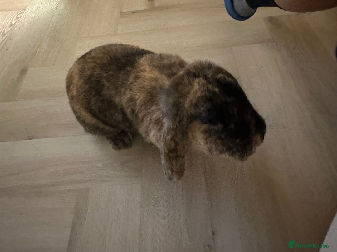 Dwarf Lop rabbits for sale: 2 Female Dwarf Lop Rabbits - Advert 13
