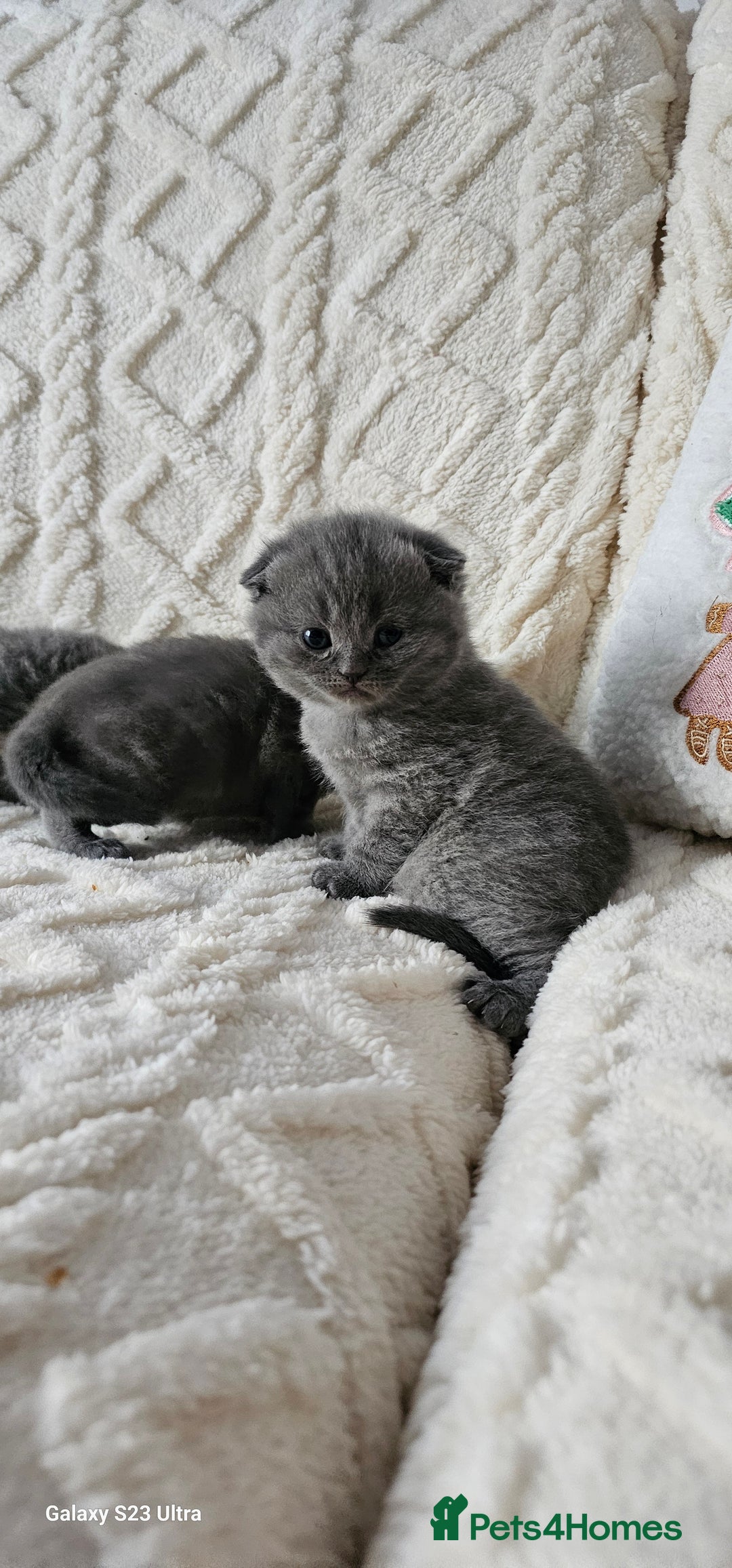 British Shorthair cats for sale: British shorthair & Scotish fold  - Advert 3