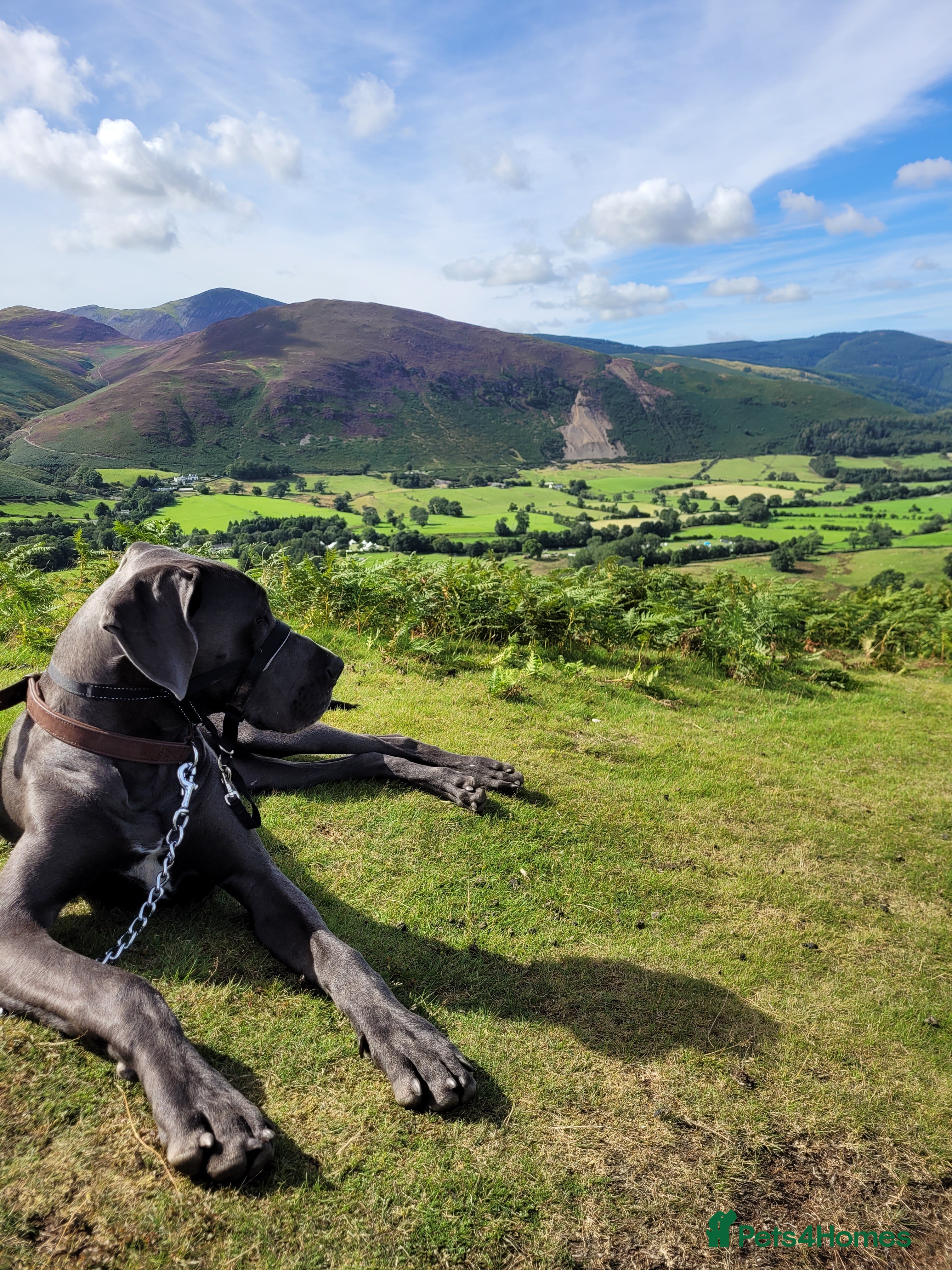 Great Dane dogs Blue Great Dane for Stud  in Hexham - Advert 1