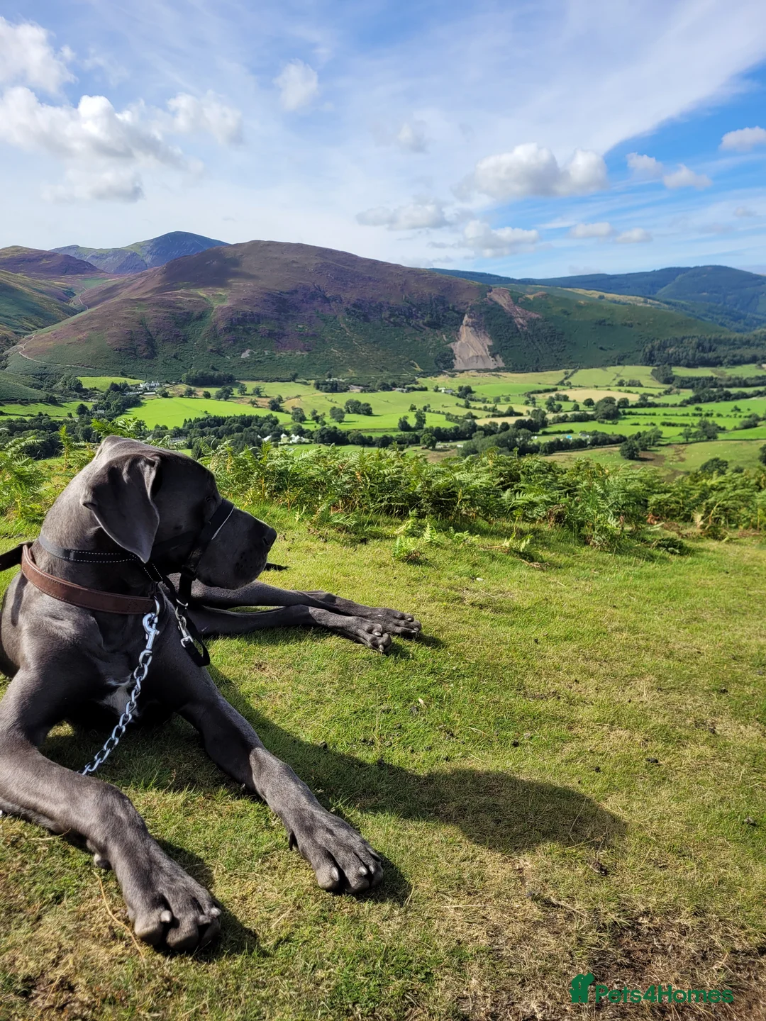 Great Dane dogs for stud: Blue Great Dane for Stud  in Hexham - Advert 1