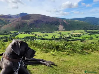 Great Dane dogs Blue Great Dane for Stud in Hexham - Advert 2