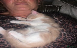 Mixed Breed cats for sale: Beautiful kittens - Image 3