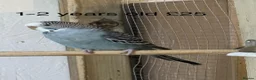Budgerigars birds for sale: Budgies  - Advert 5
