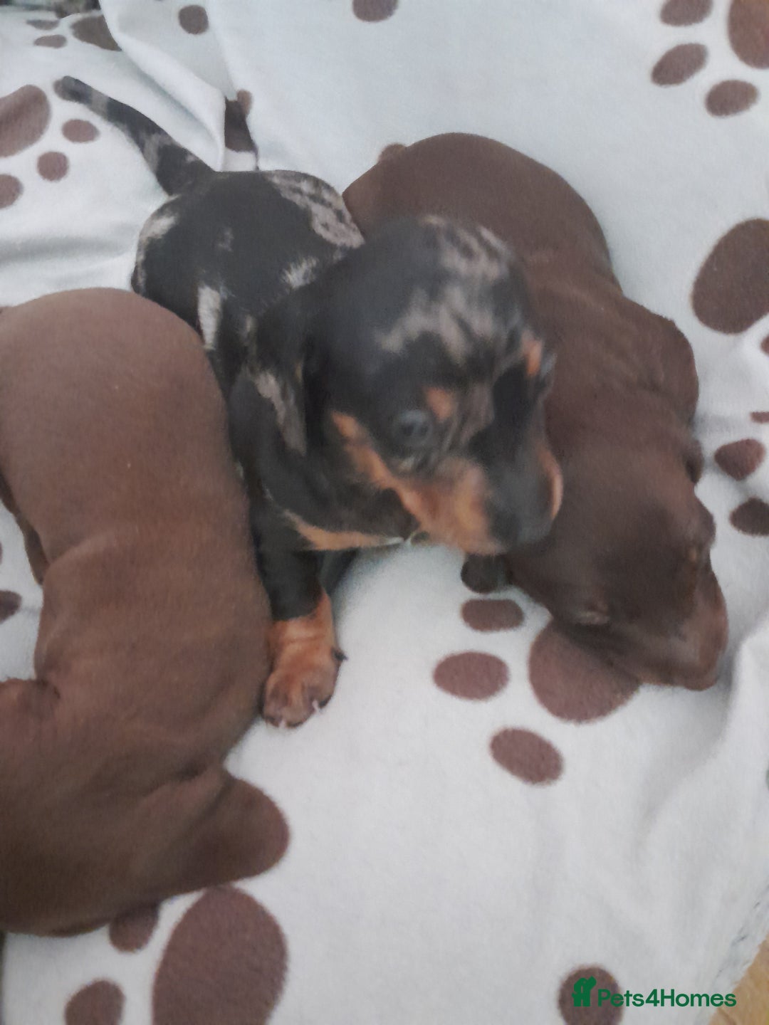Miniature Dachshund dogs for sale: Miniature dachshunds  - Image 2