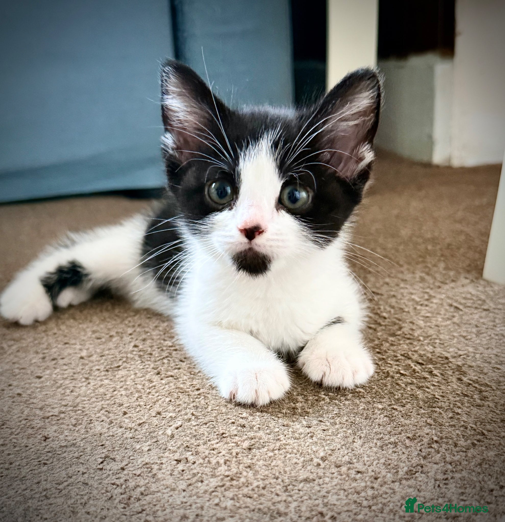 Mixed Breed cats Beautiful home raised kittens ready soon! - Advert 18
