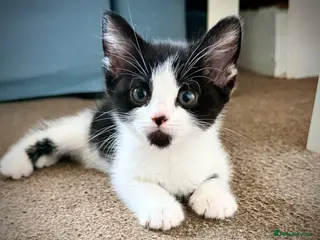 Mixed Breed cats Beautiful home raised kittens ready soon! - Advert 18