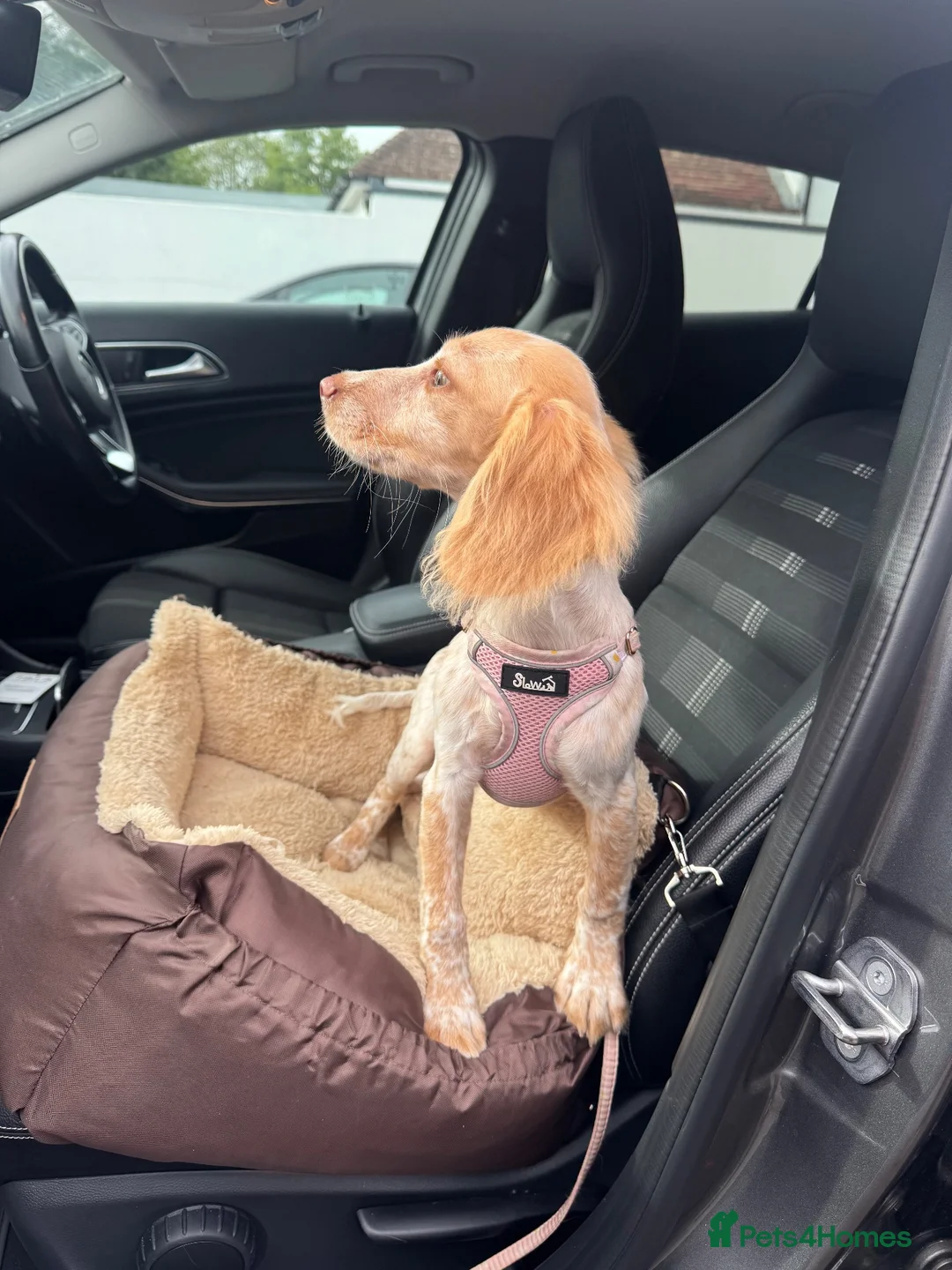 Cocker Spaniel dogs for sale: 16 week old Cocker Spaniel - Advert 2