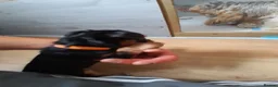 Yorkshire Terrier dogs for sale: Beautiful puppies - Advert 7